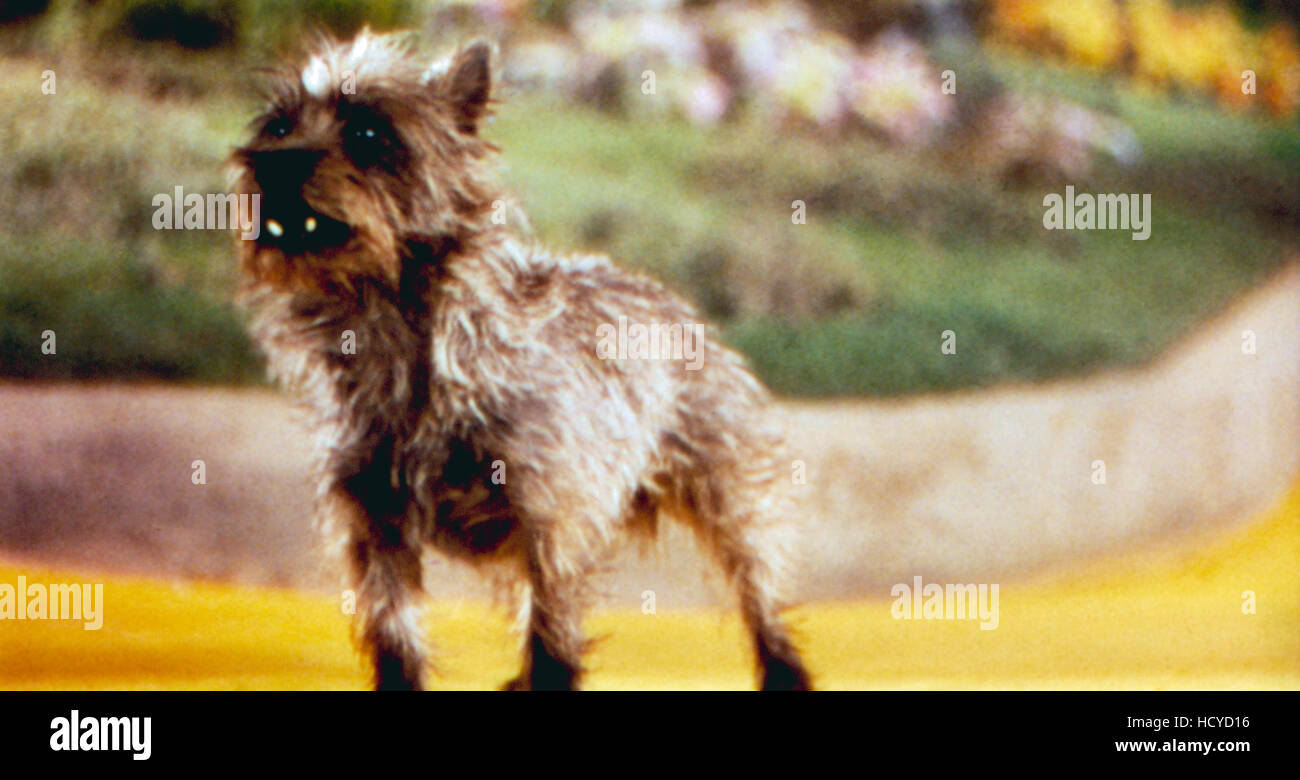 THE WIZARD OF OZ, Terry as Toto the dog, 1939 Stock Photo - Alamy