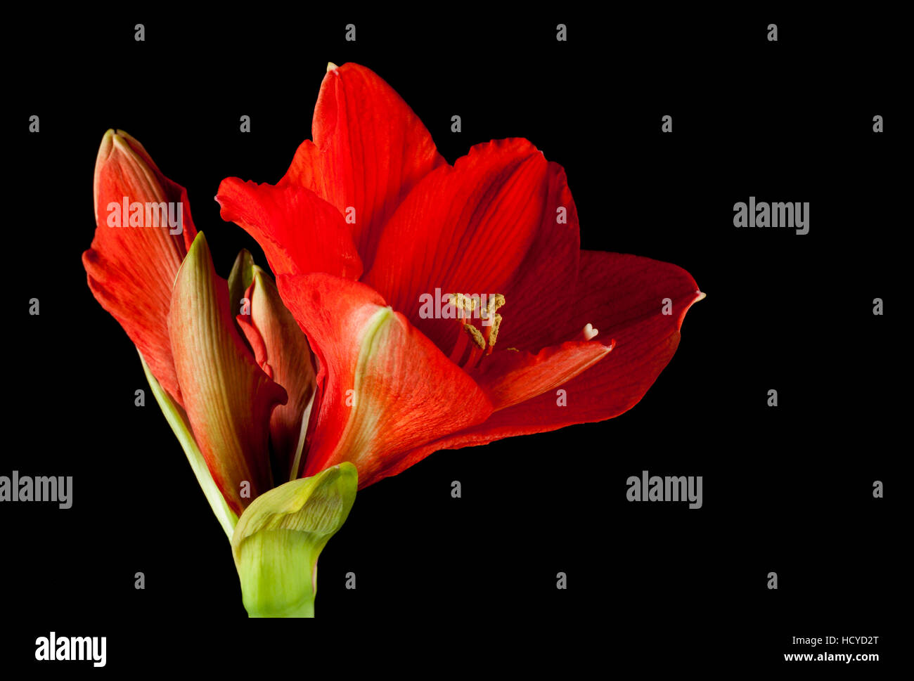 Red Amaryllis blossoms isolated on black background Stock Photo