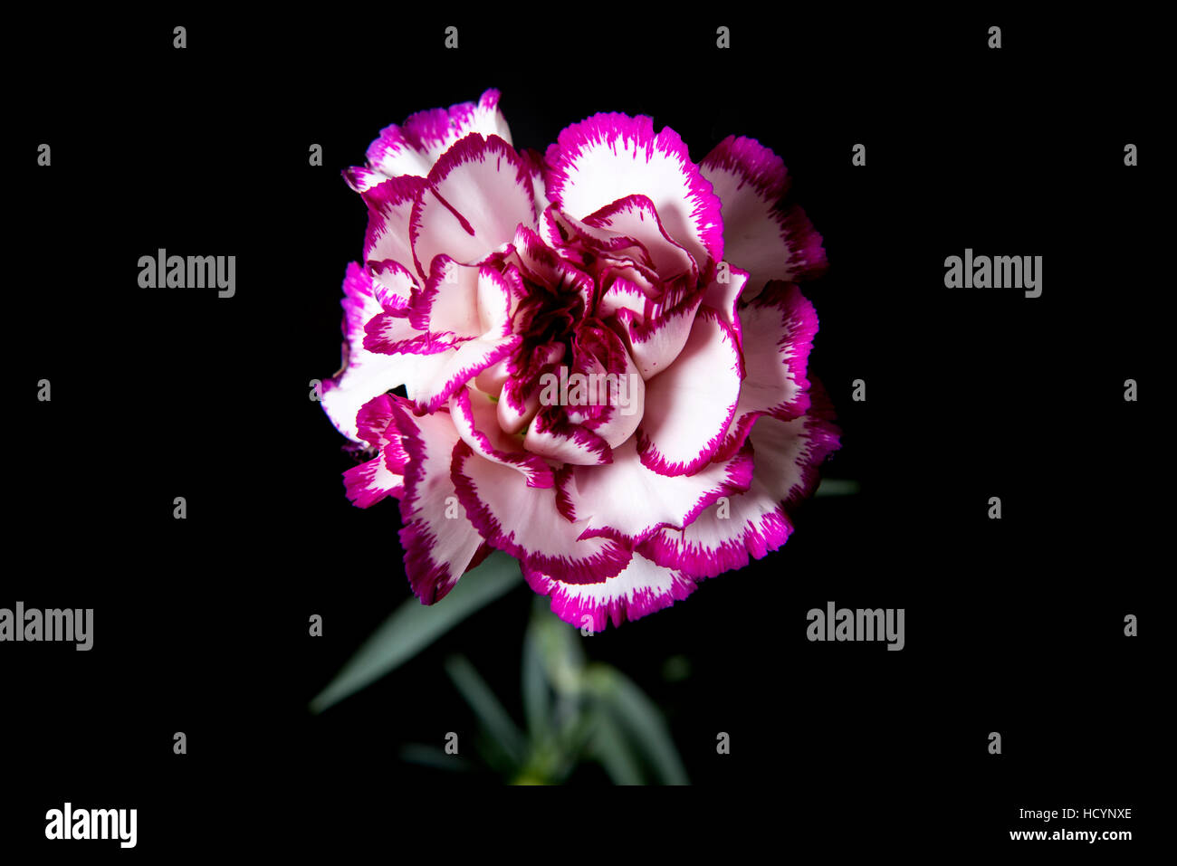 Carnation in bloom Stock Photo