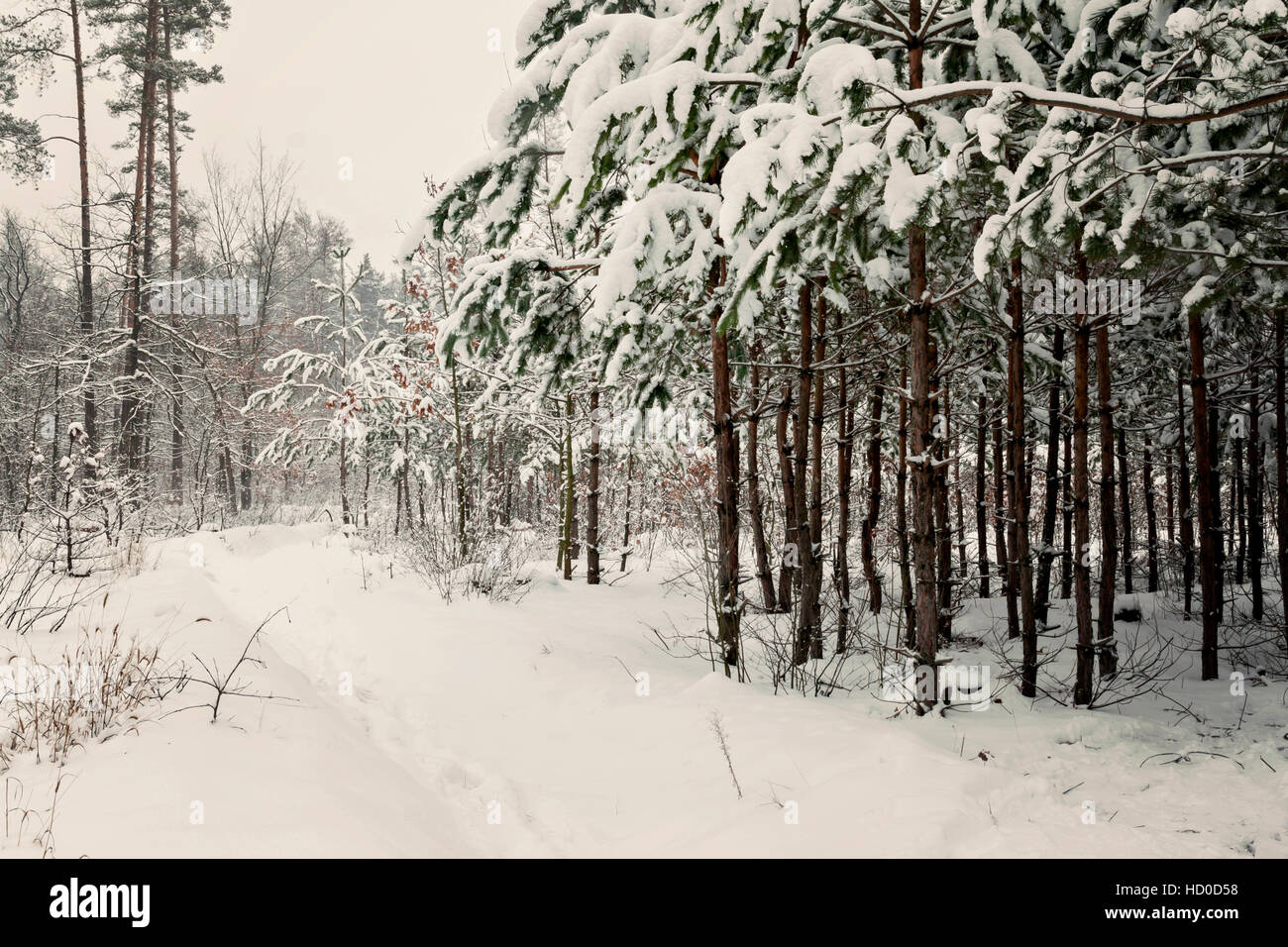 snowy pine forest landscape in the morning Stock Photo - Alamy