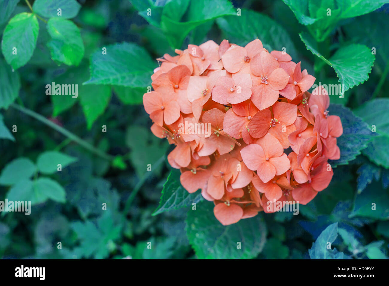 orange hydrangea with leaves in the garden Stock Photo - Alamy