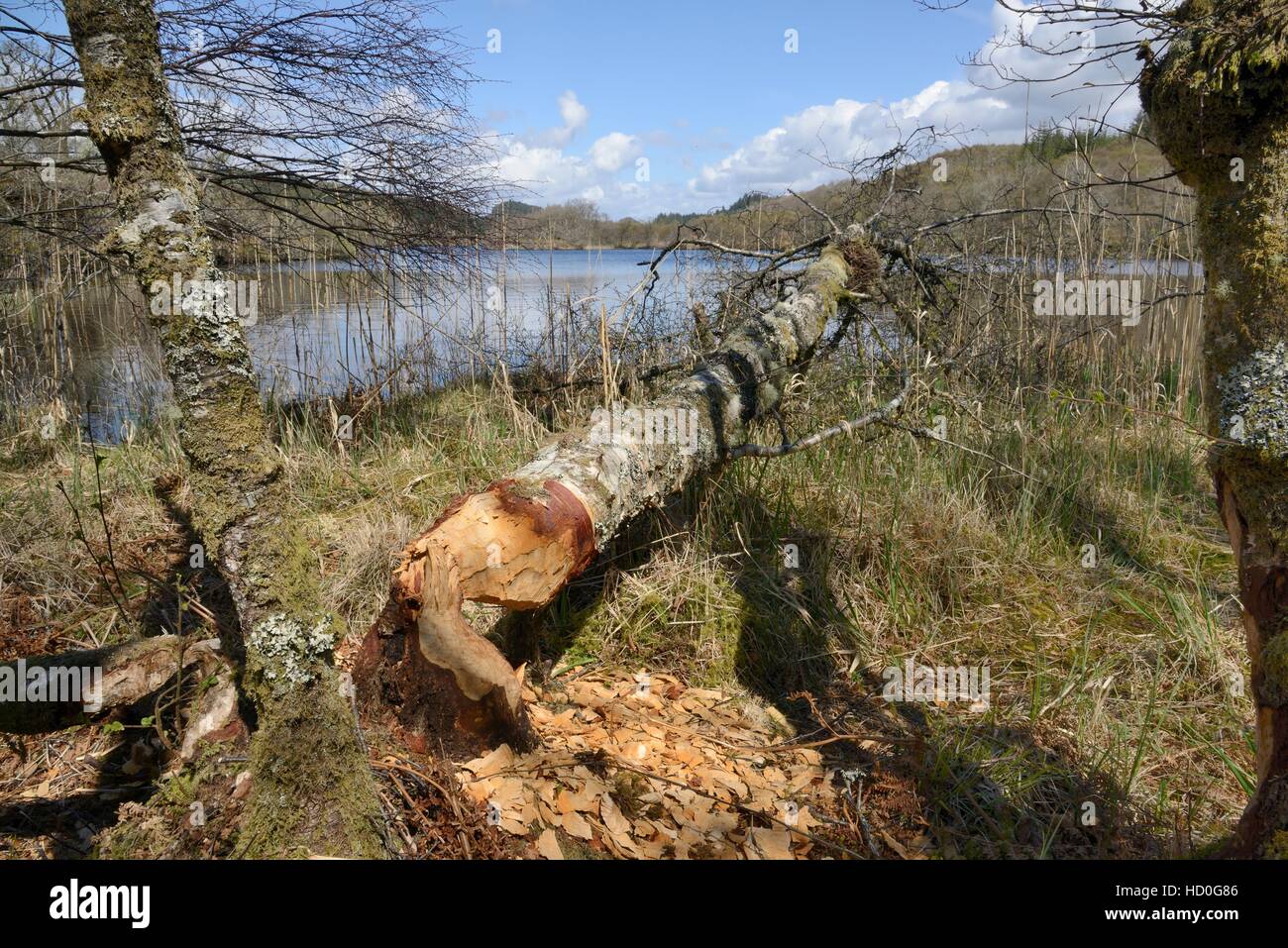 Downy birch (Betula pubescens) felled by Eurasian beavers (Castor fiber) from the Scottish Beaver Trial, Knapdale, Scotland, UK Stock Photo