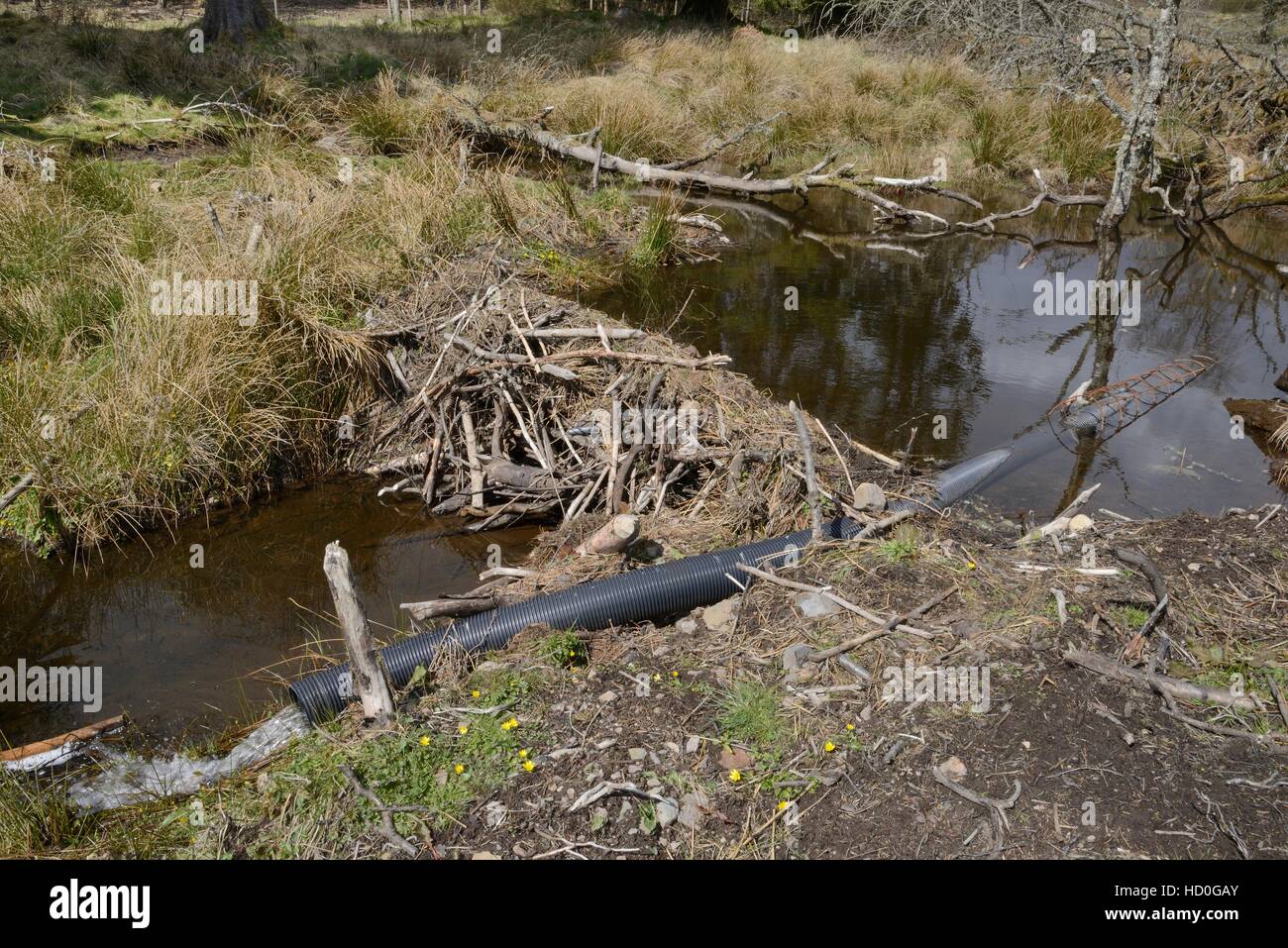 'Beaver deceiver' pipe installed to reduce effectiveness of a dam built by Eurasian beavers (Castor fiber), Tayside, Scotland. Stock Photo