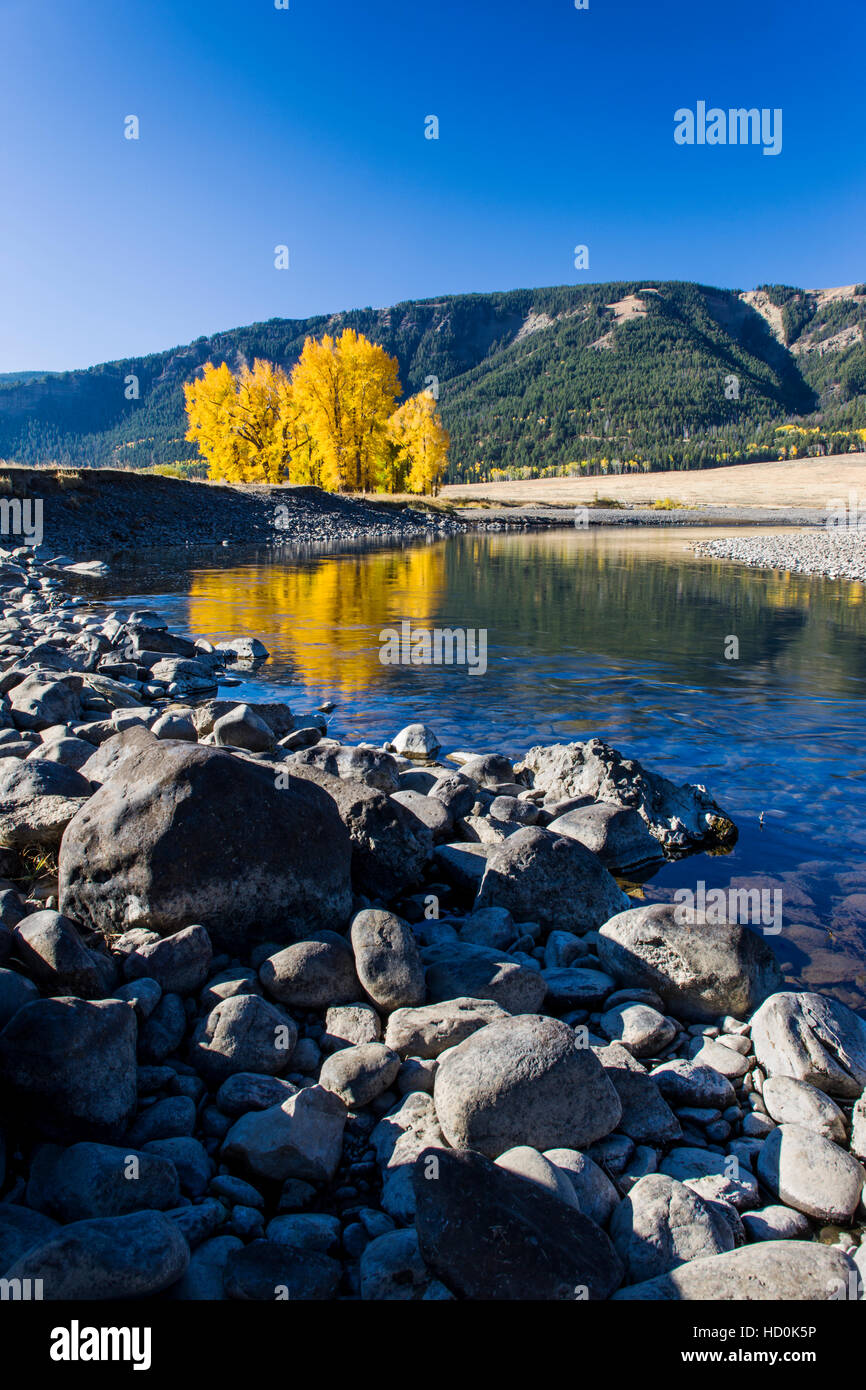Aspen trees in fall color, Lamar River, Yellowstone National Park; Wyoming; USA Stock Photo