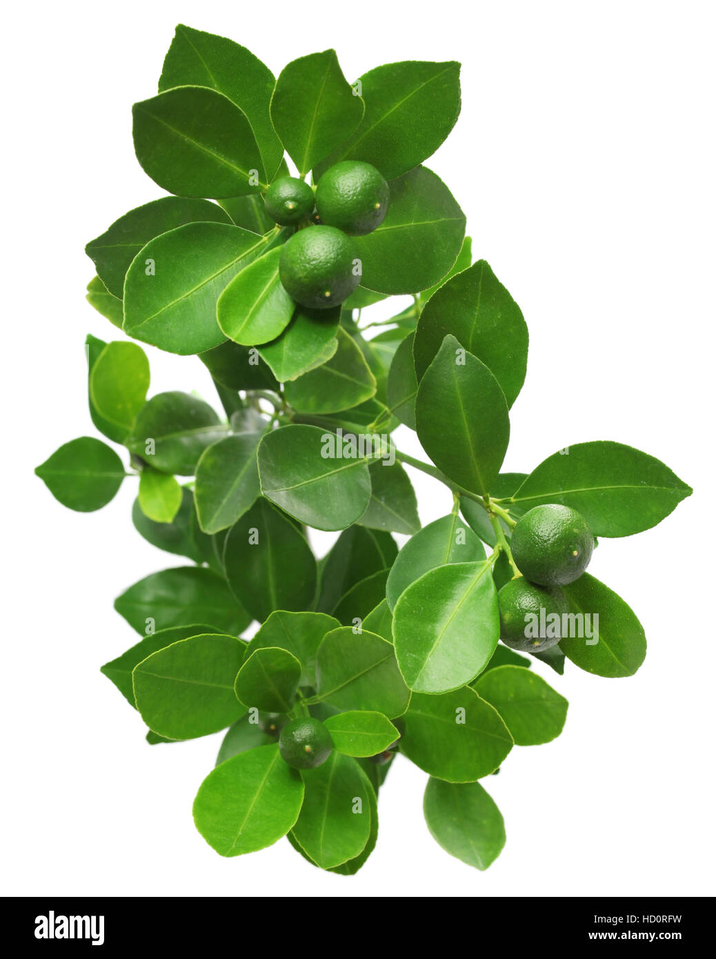 calamondin, calamansi on white background Stock Photo