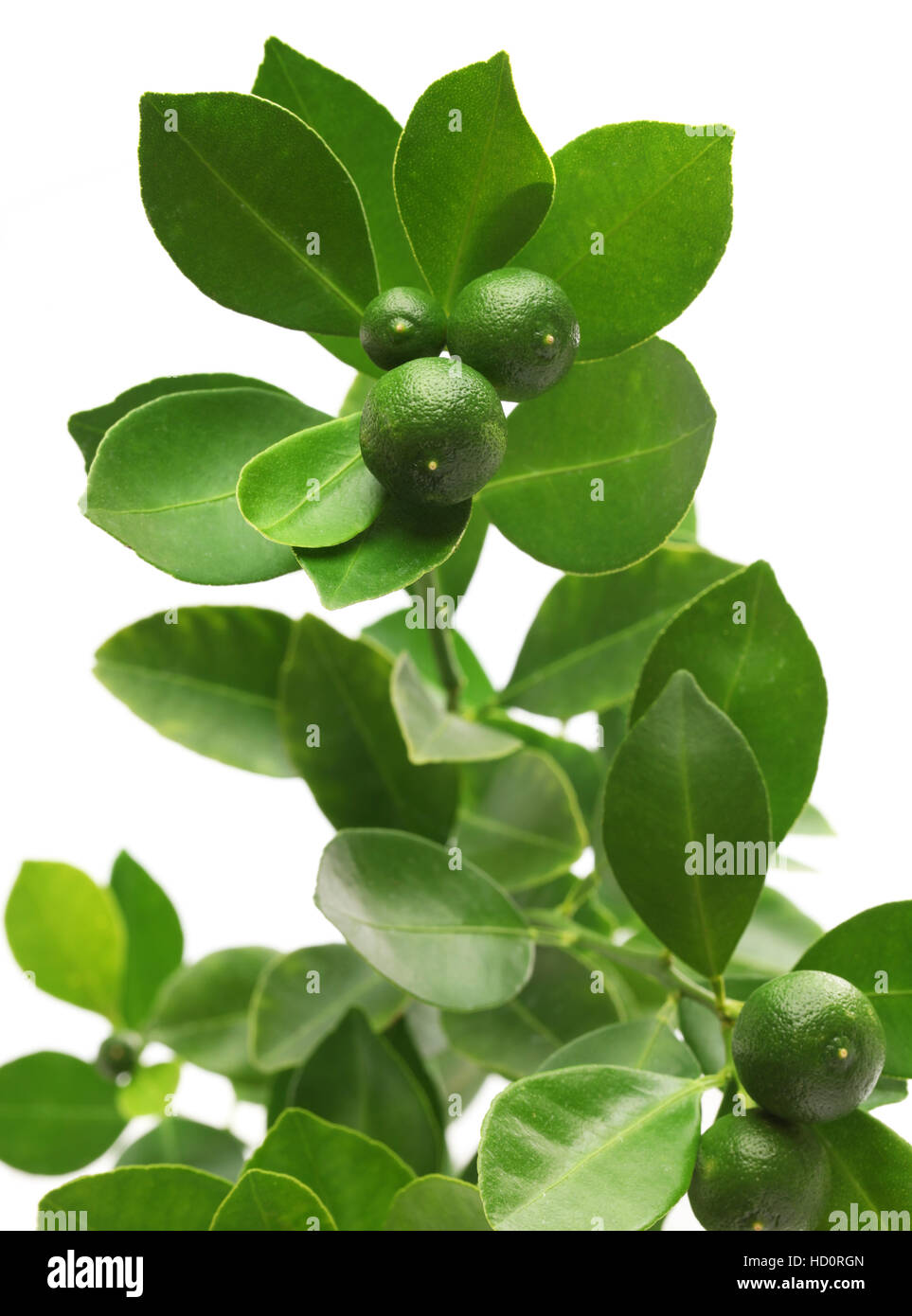 calamondin, calamansi on white background Stock Photo