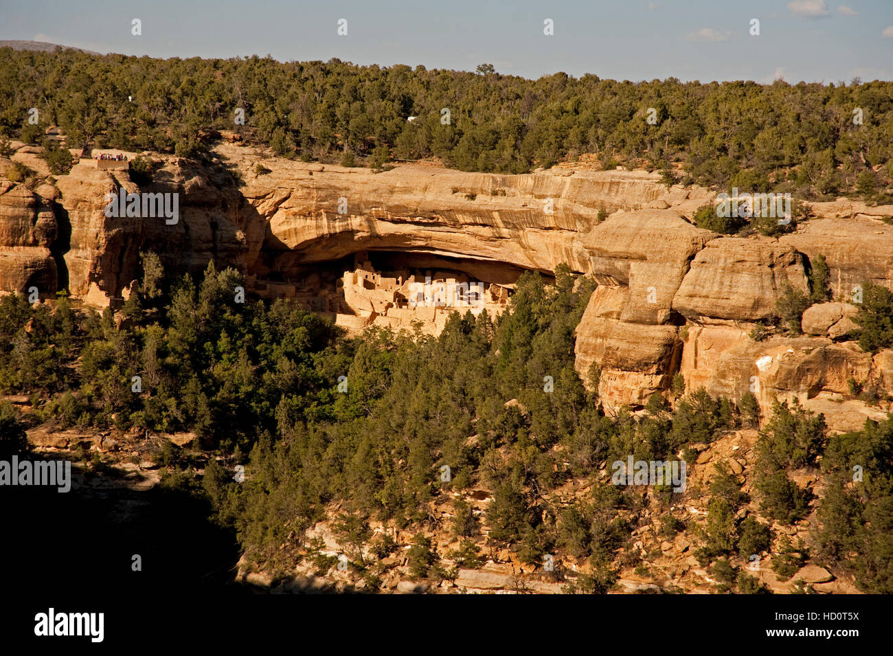 Cliff Palace Mesa Verde from across a canyon showing the structure recessed in the cliff face.  Foligae of green evergreen trees Stock Photo