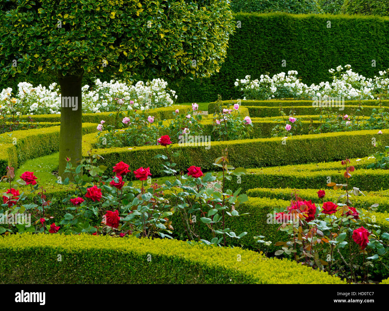 Royal william rose uk gardens hi-res stock photography and images - Alamy