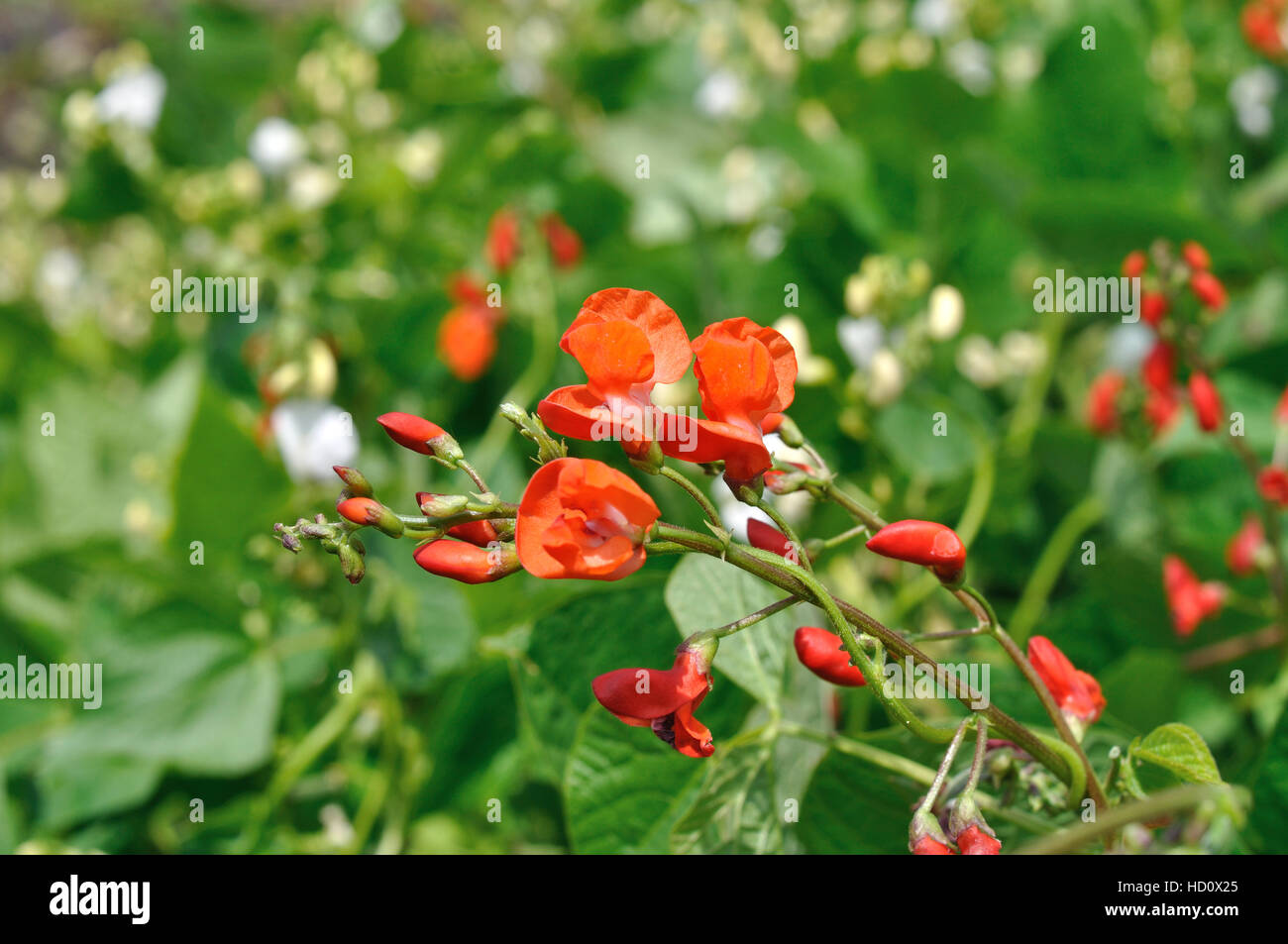 close-up of the blooming kidney bean plantation Stock Photo