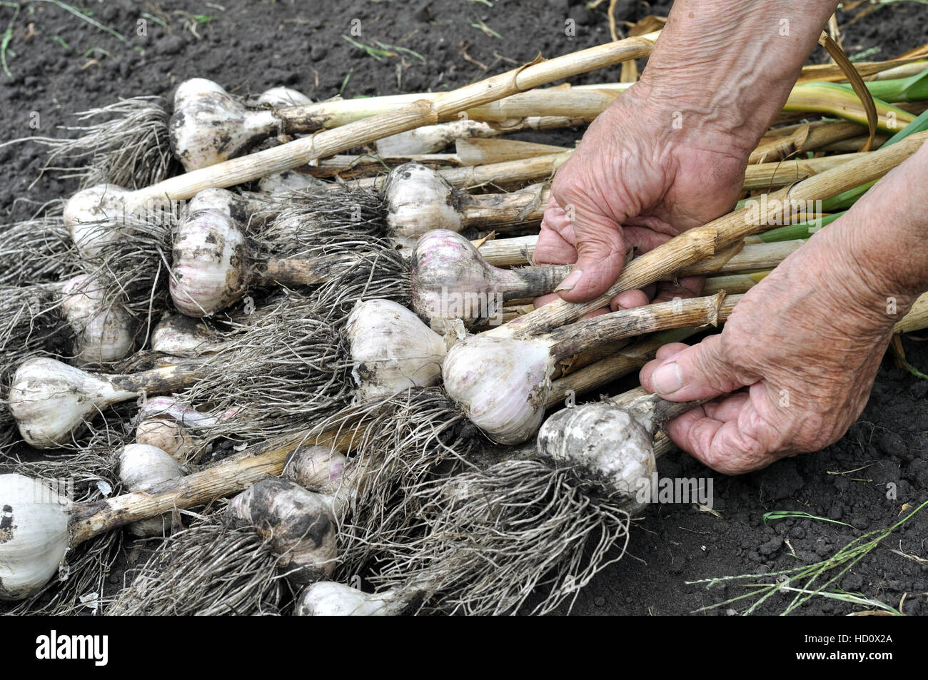 harvesting garlic plantation Stock Photo Alamy
