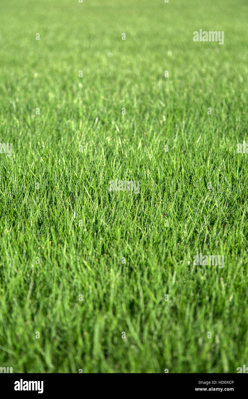 Close up view at green grass Stock Photo
