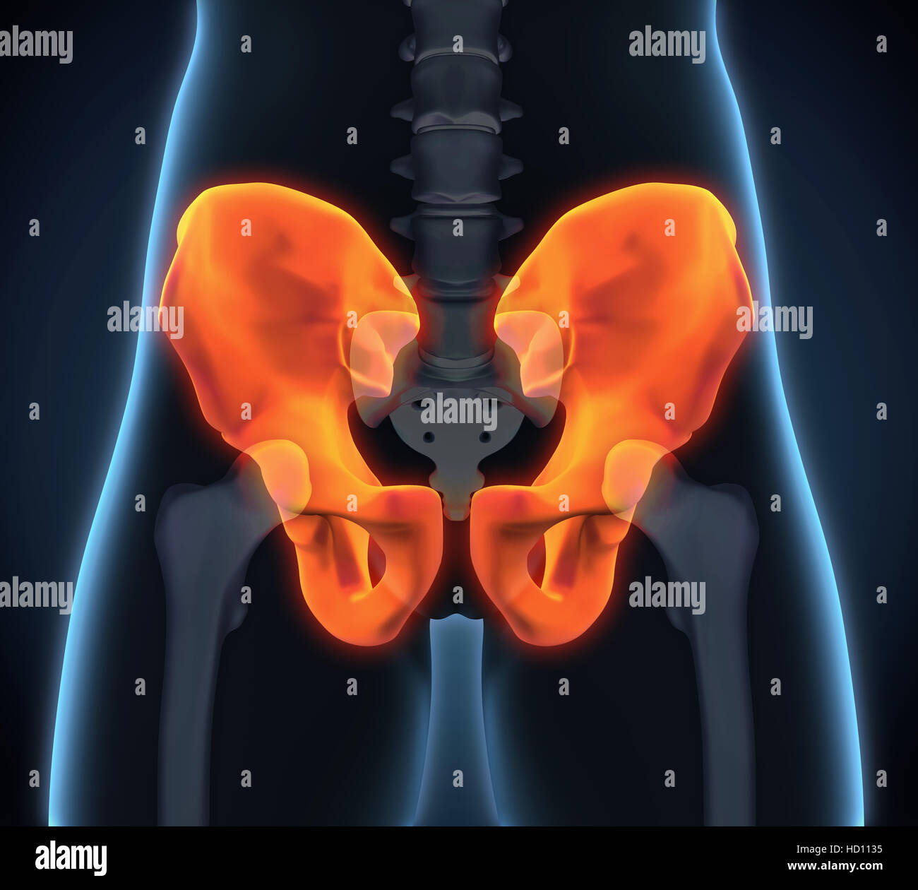 Hip Bone Anatomy Stock Photo