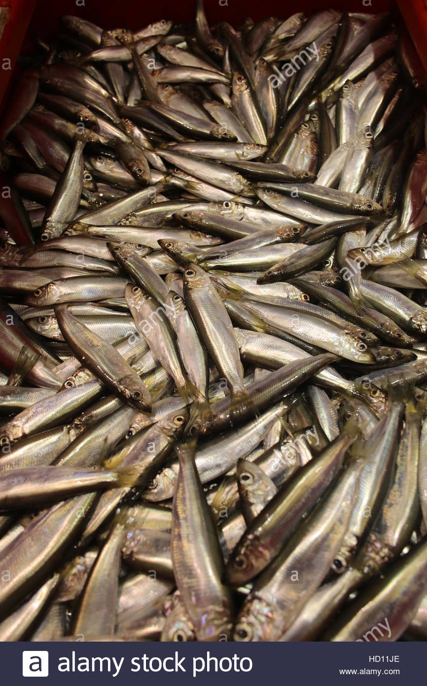 Fish on sale in a fish box in Riga,Latvia. Stock Photo