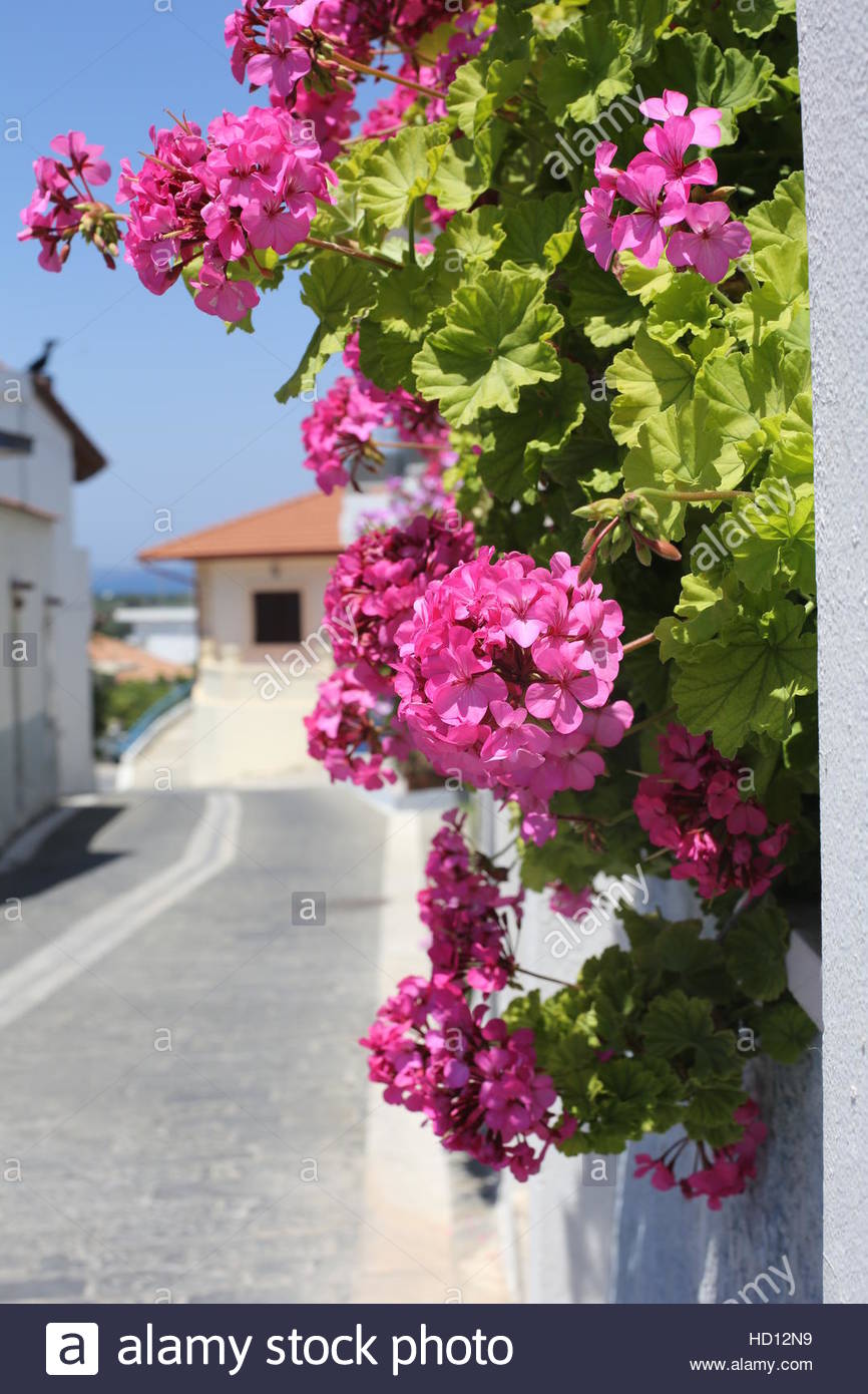 Summer sunshine on a white wall and pink shrub in Greece Stock Photo