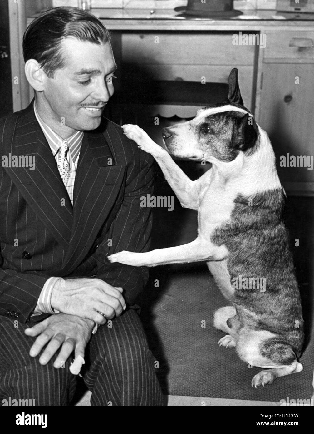 CLARK GABLE and pal BUSTER, an MGM pooch, 10/28/38 Stock Photo - Alamy