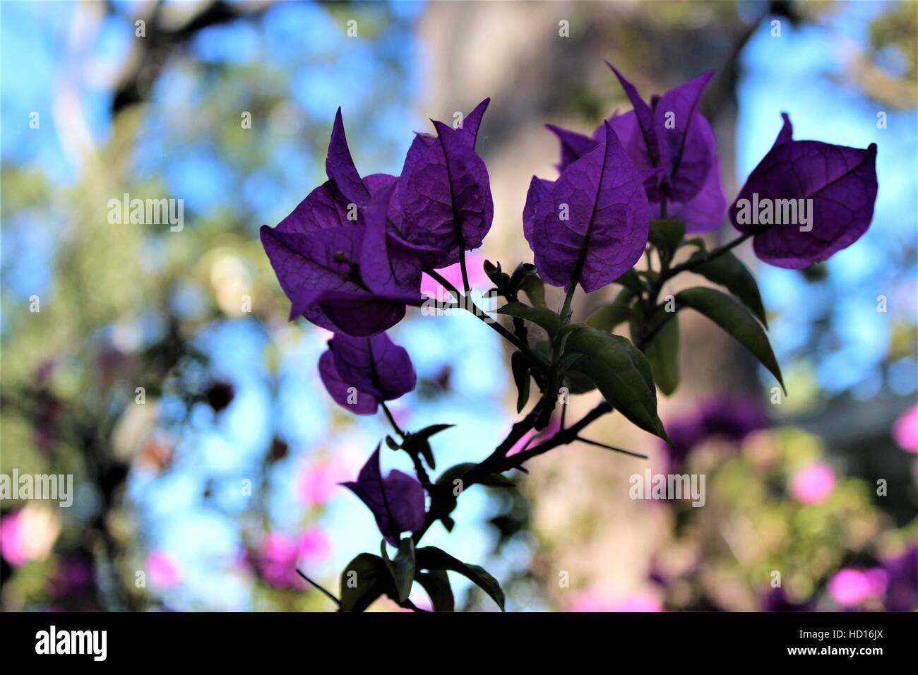 Royal purple bougainvillea plant hires stock photography and images