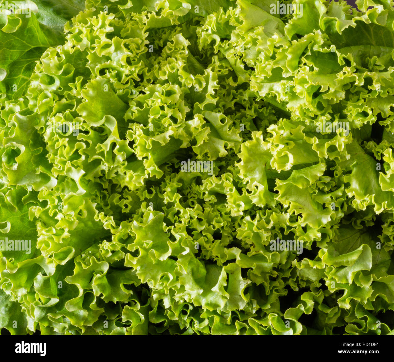 Closeup of green leaves of fresh head lettuce for salad Stock Photo