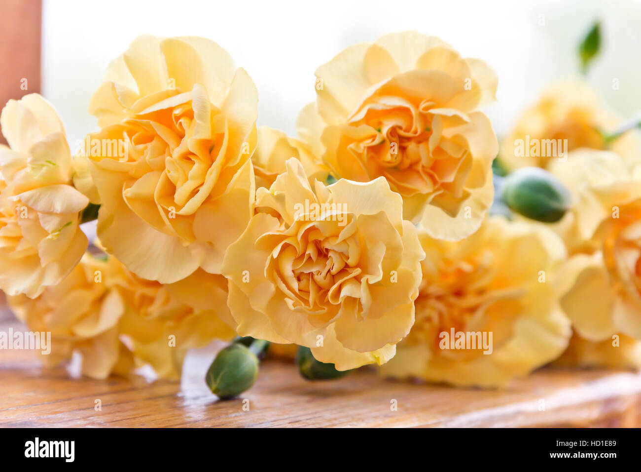 Yellow carnations hires stock photography and images Alamy