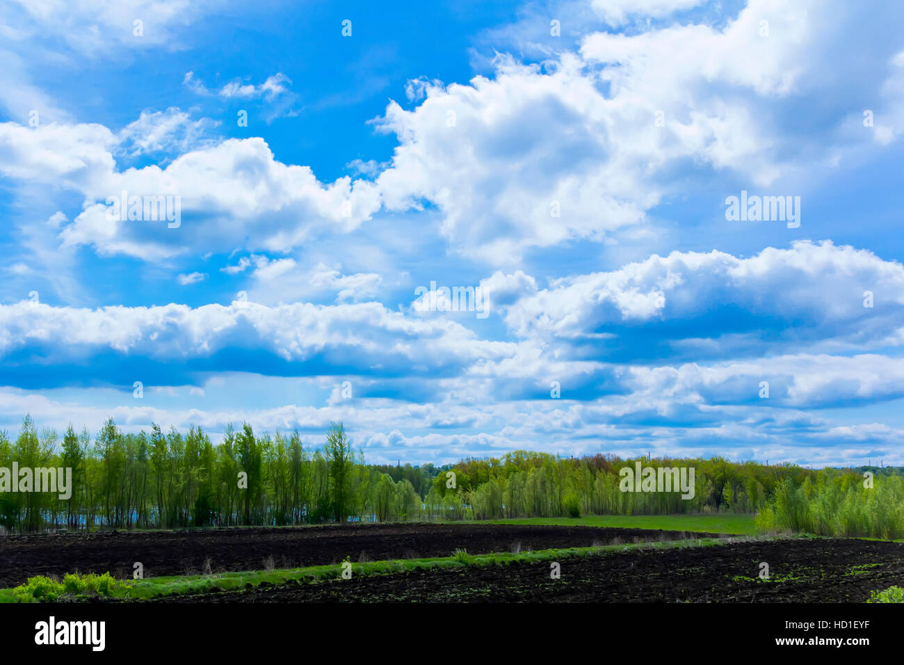 Photo of summer landscape with sky and forest Stock Photo - Alamy