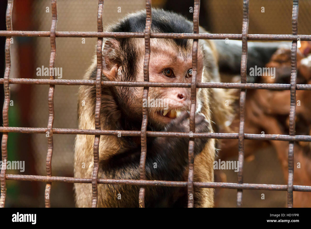 Lonely sad monkey in the zoo cage Stock Photo