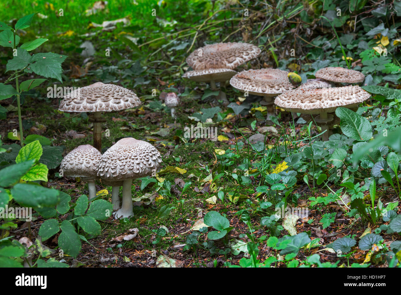 Parasol mushrooms (Macrolepiota procera / Lepiota procera) in different growth stages in forest Stock Photo
