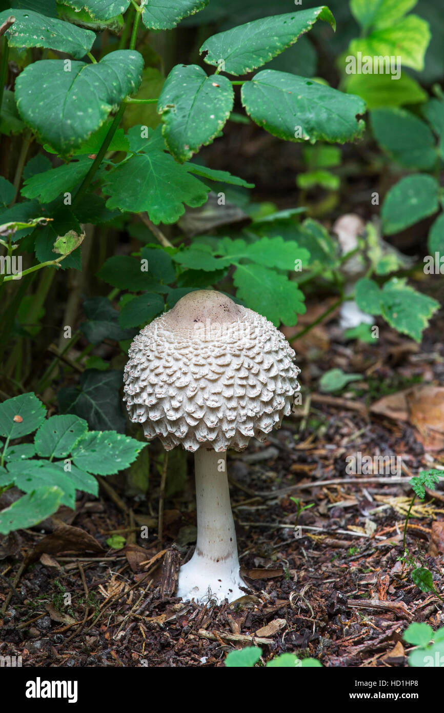 Young parasol mushroom (Macrolepiota procera / Lepiota procera) in early stage in forest Stock Photo