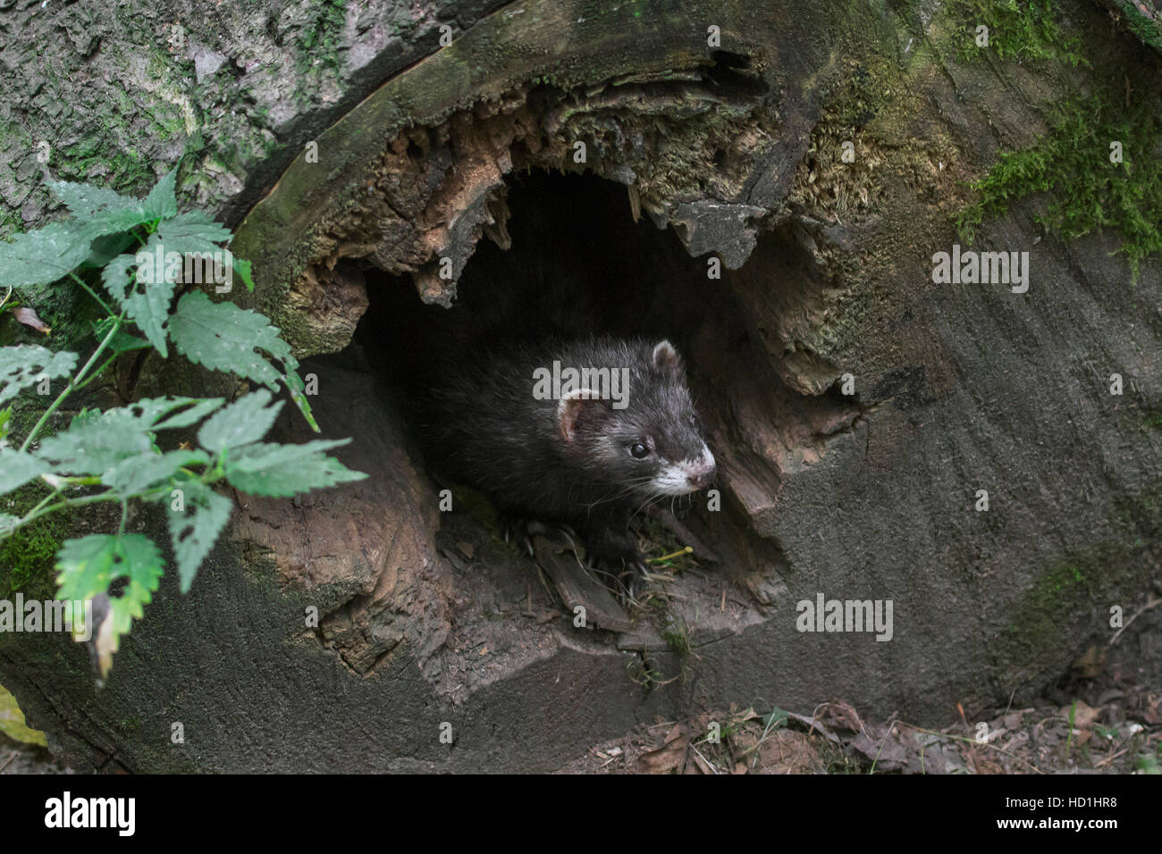 European polecat (Mustela putorius) at entrance of nest in hollow tree trunk in forest Stock Photo