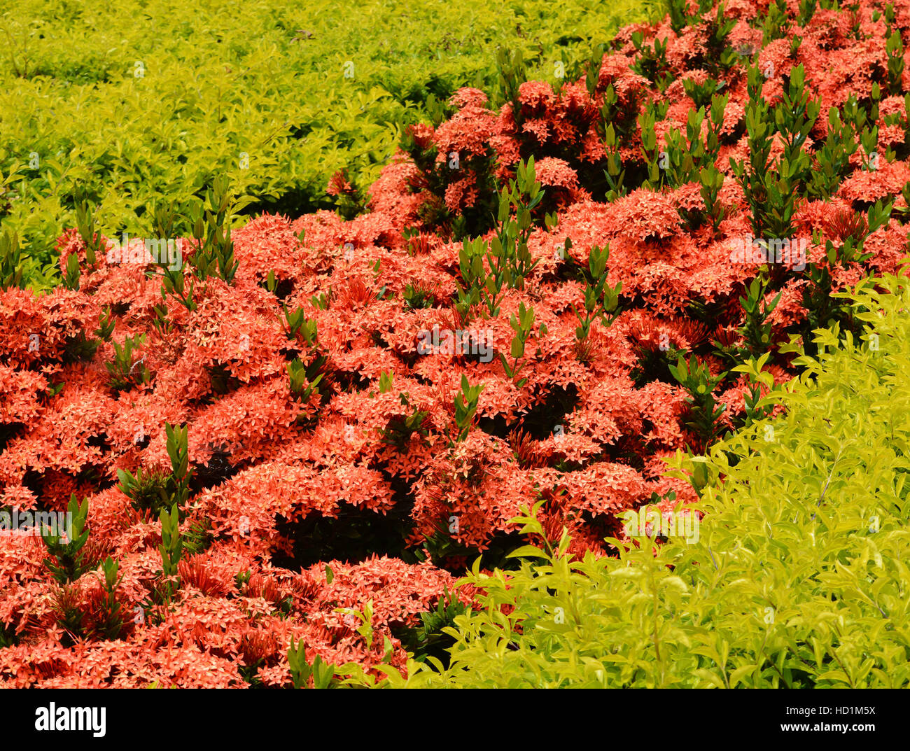 Non Flowering Plants High Resolution Stock Photography and Images Alamy