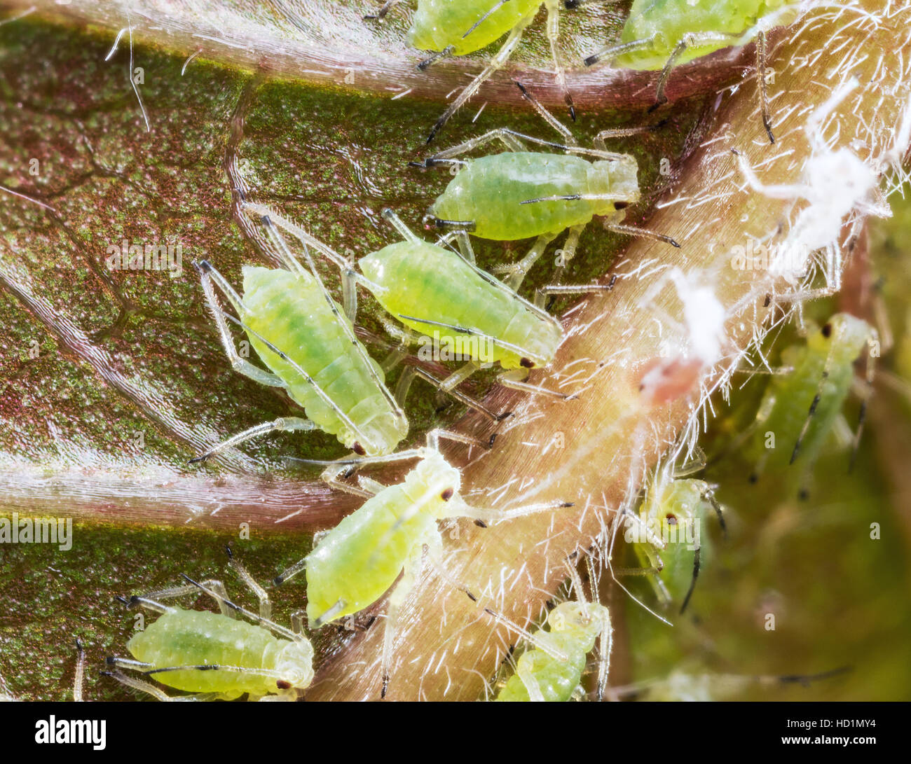 Archids on the flower sprouts. Macro shot. Stock Photo