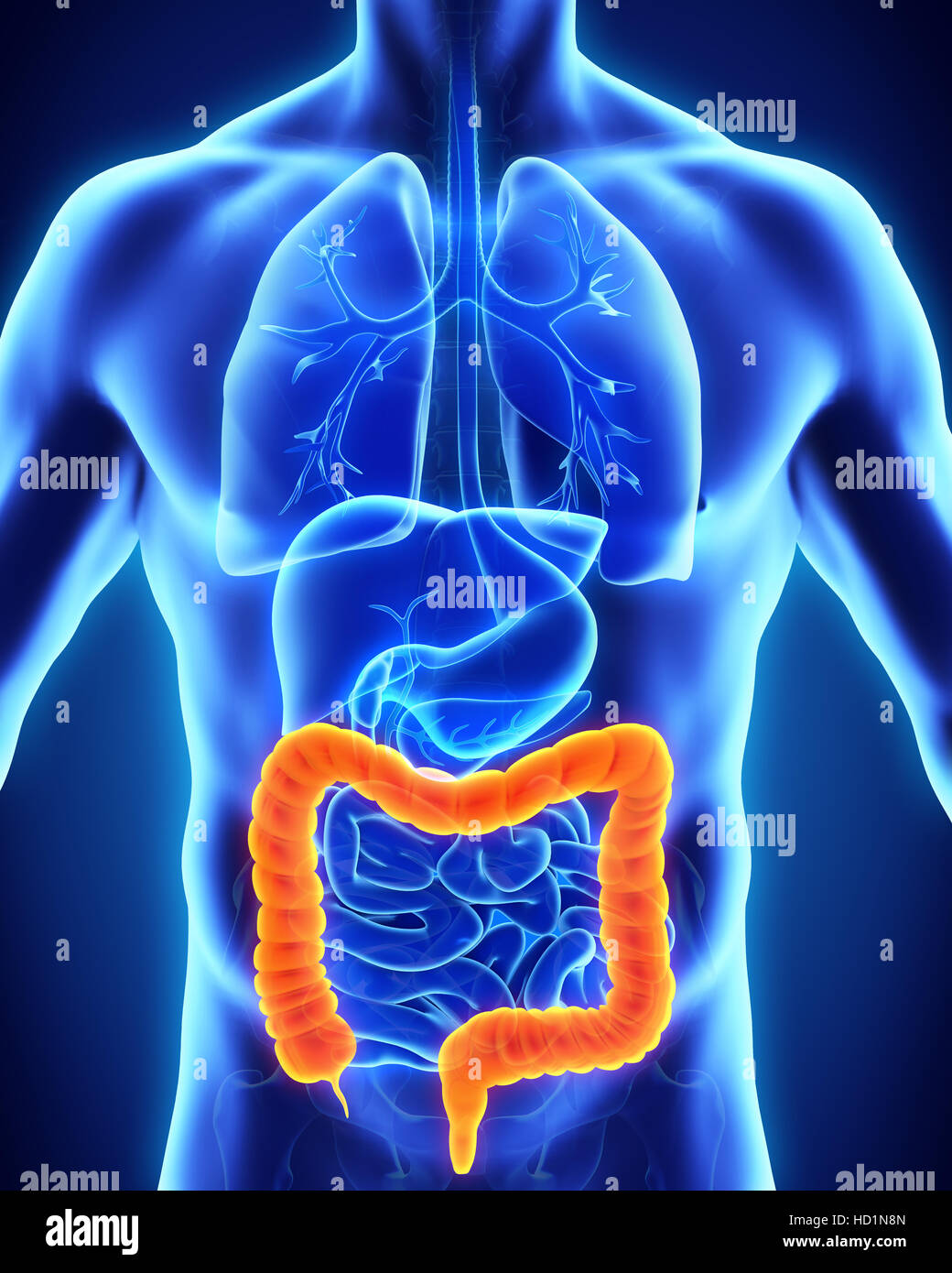 Human colon anatomy stock photo alamy