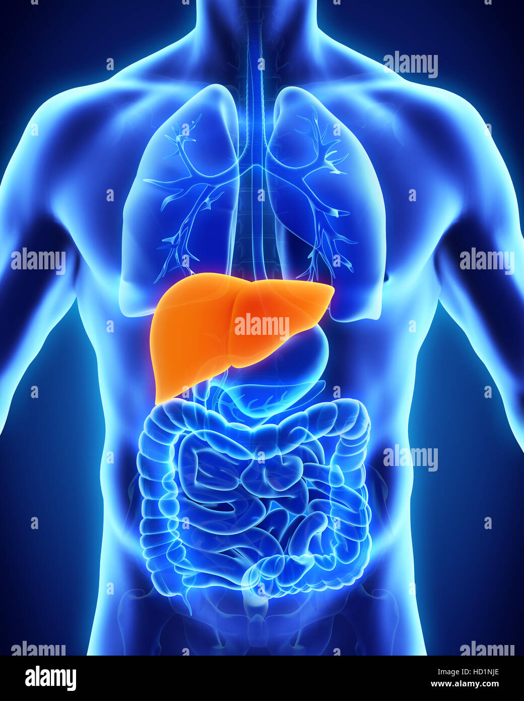 Human Liver Anatomy