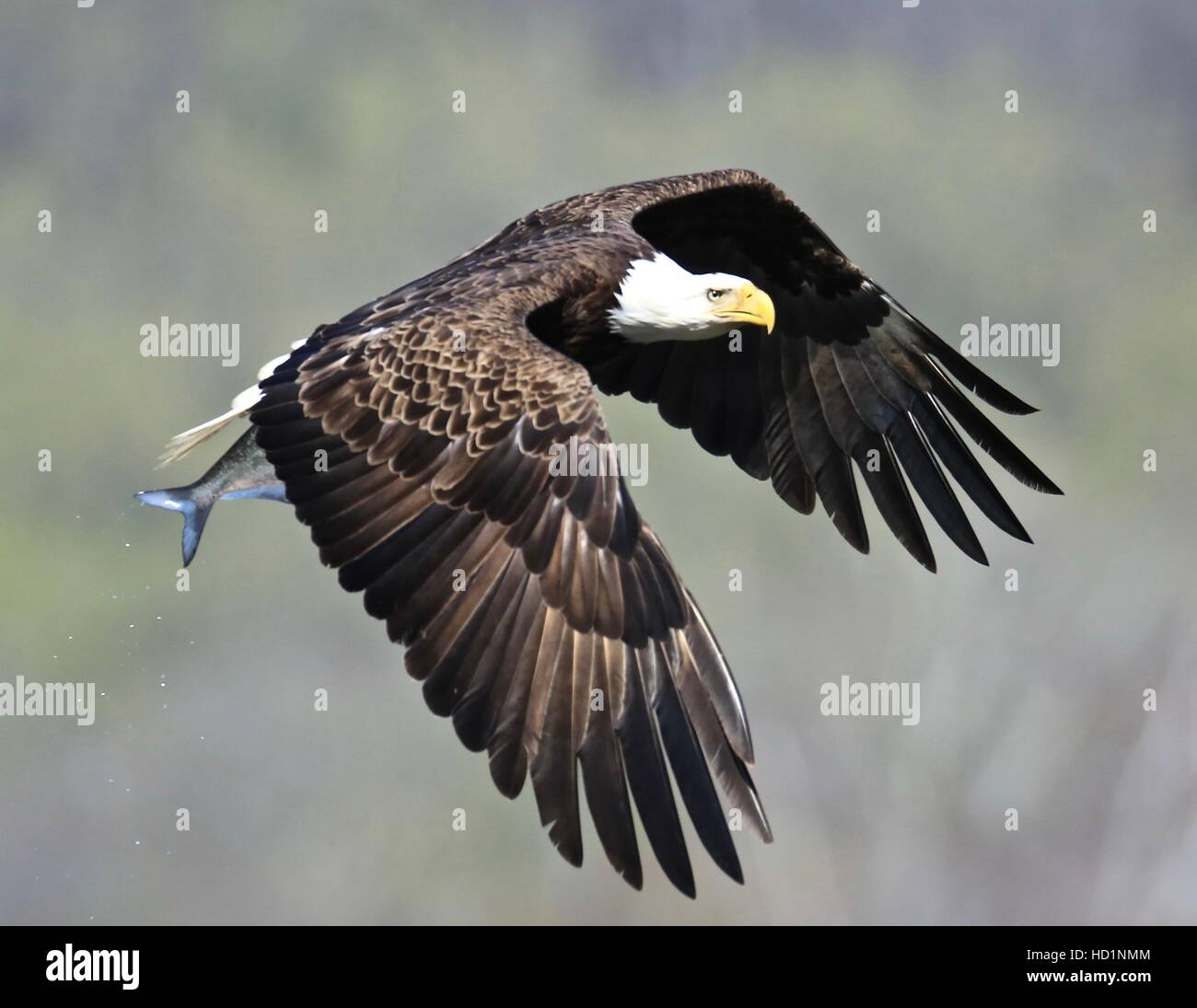 Bald Eagle, national Bird, Eagle Stock Photo Alamy