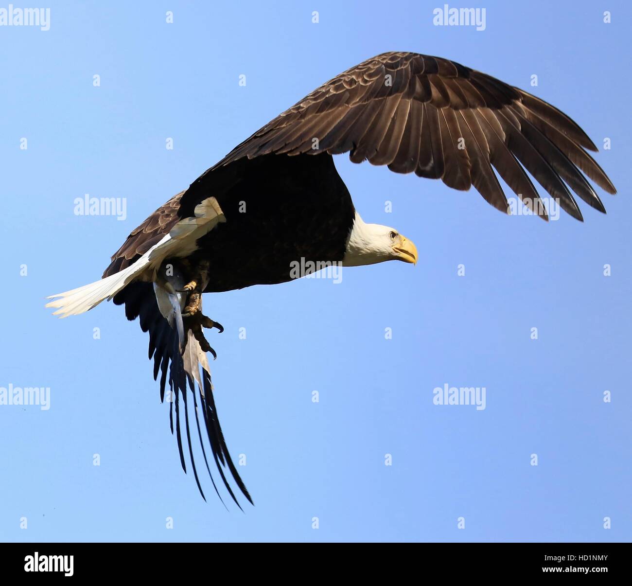 Bald Eagle, National Bird, Eagle Stock Photo Alamy