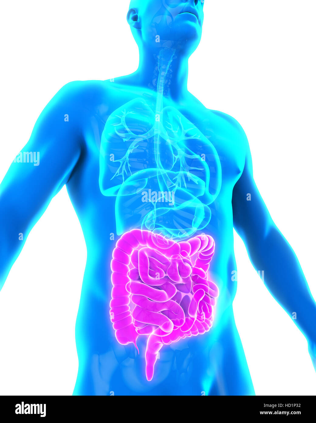 Human Intestine Anatomy Stock Photo Biology Diagrams