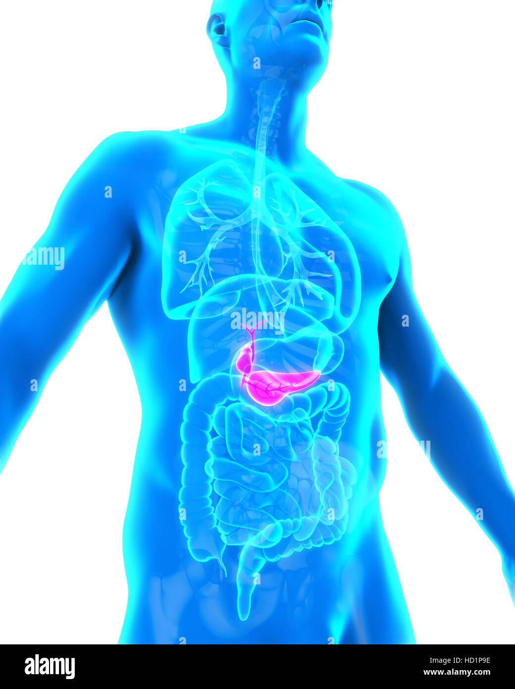 Human Gallbladder and Pancreas Anatomy Stock Photo - Alamy