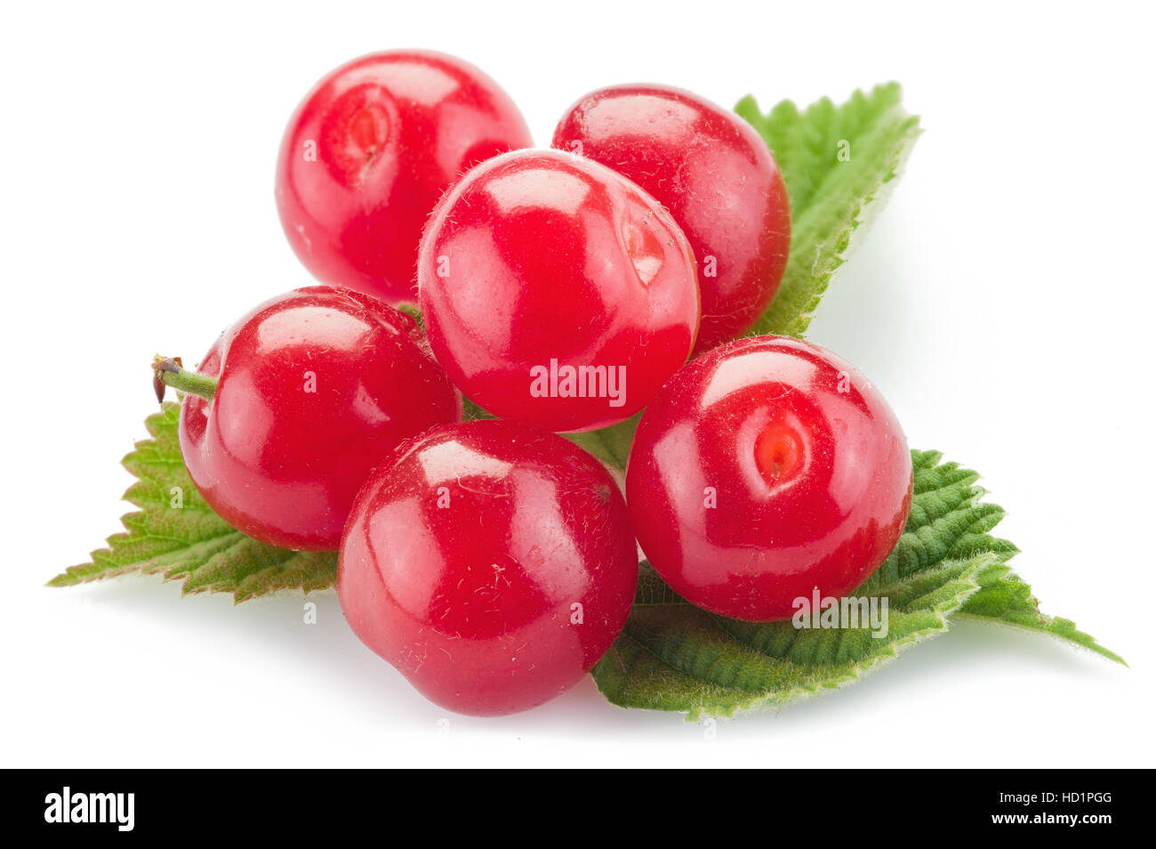 Nanking or felted cherry ftuits with leaves isolated on a white background. Stock Photo