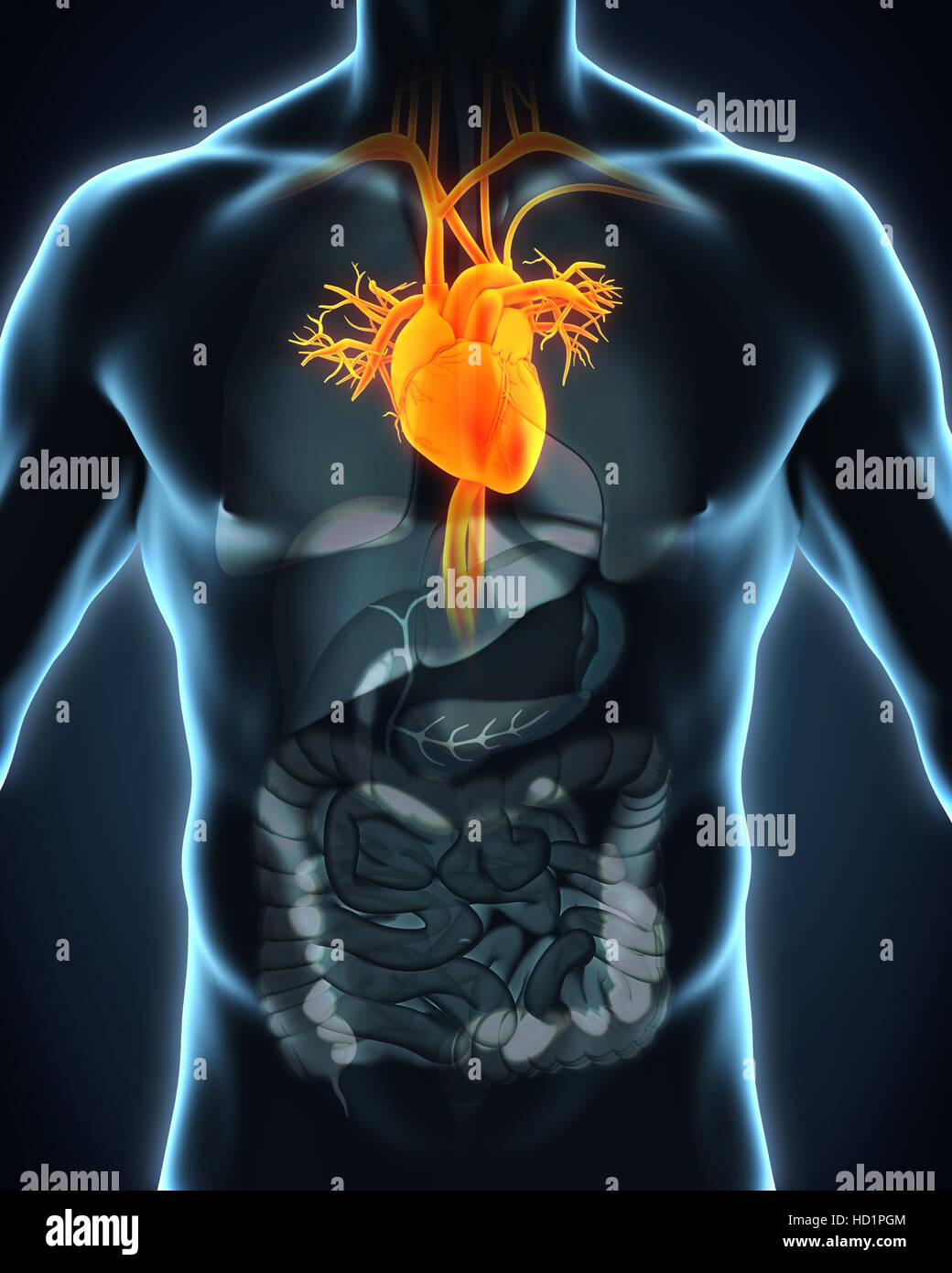 Human Heart Anatomy Stock Photo - Alamy