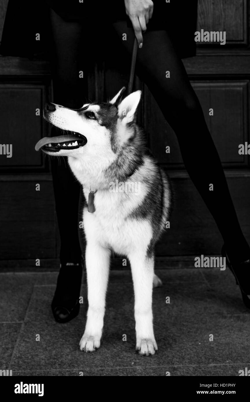 Siberian husky dog with blue eyes stands and looks ahead. City on the ...