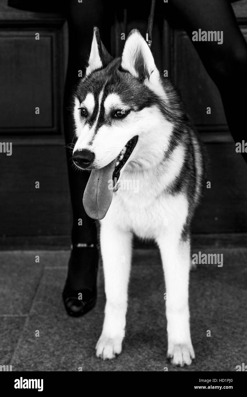 Siberian husky dog with blue eyes stands and looks ahead. City on the ...
