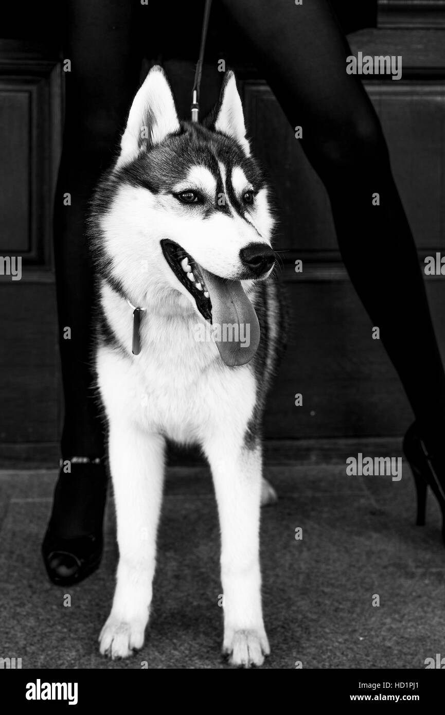 Siberian husky dog with blue eyes stands and looks ahead. City on the ...
