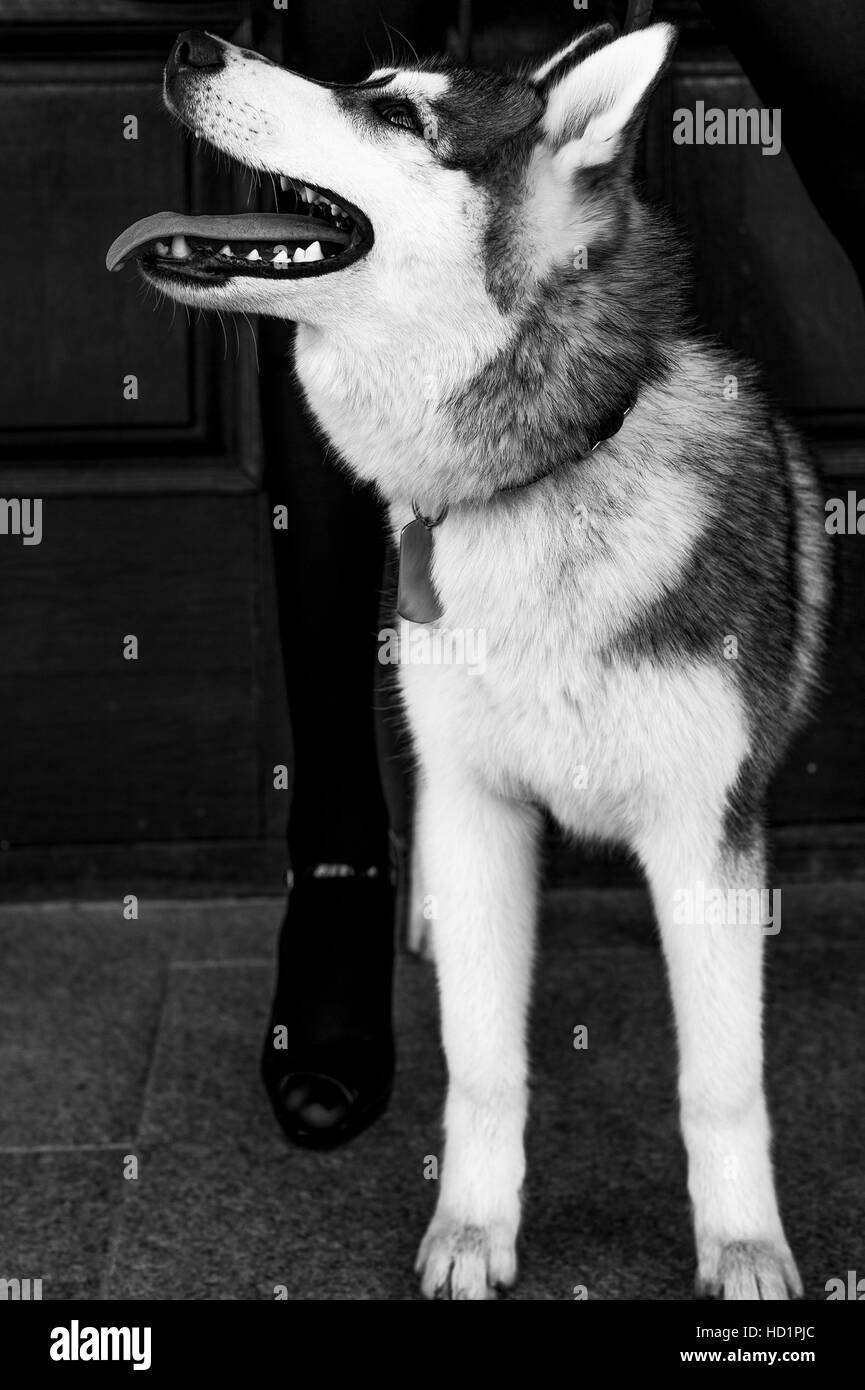Siberian husky dog with blue eyes stands and looks ahead. City on the ...