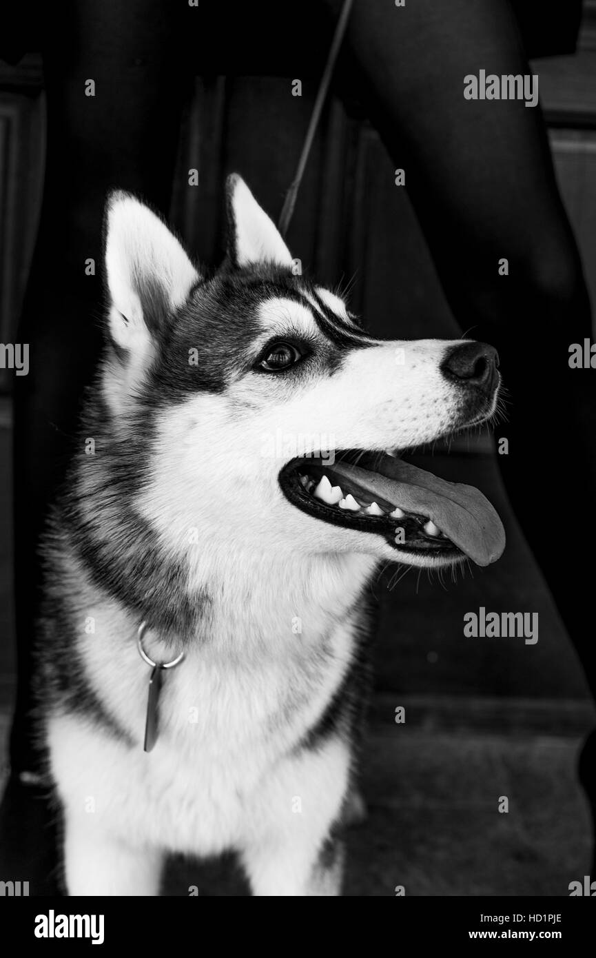 Siberian husky dog with blue eyes stands and looks ahead. City on the ...
