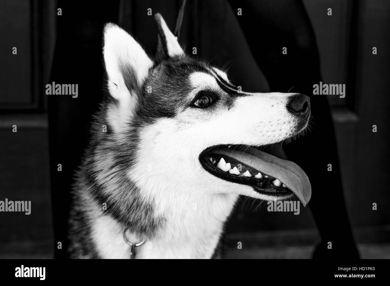 Siberian husky dog with blue eyes stands and looks ahead. City on the ...