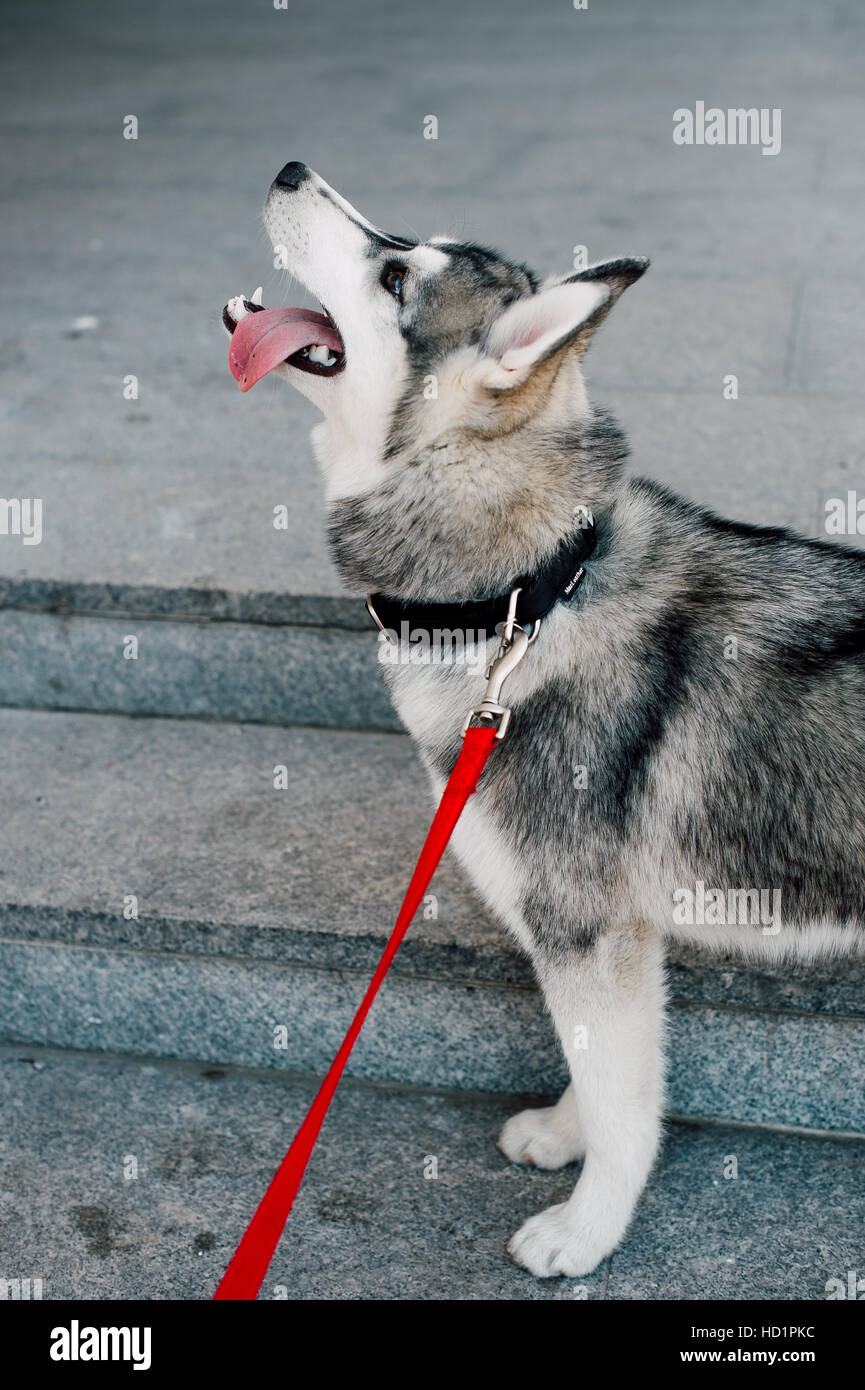 Siberian husky dog with blue eyes stands and looks ahead. City on the ...