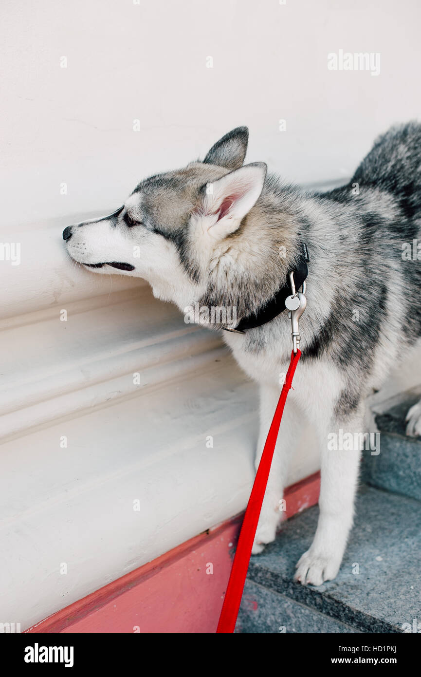 Siberian husky dog with blue eyes stands and looks ahead. City on the ...