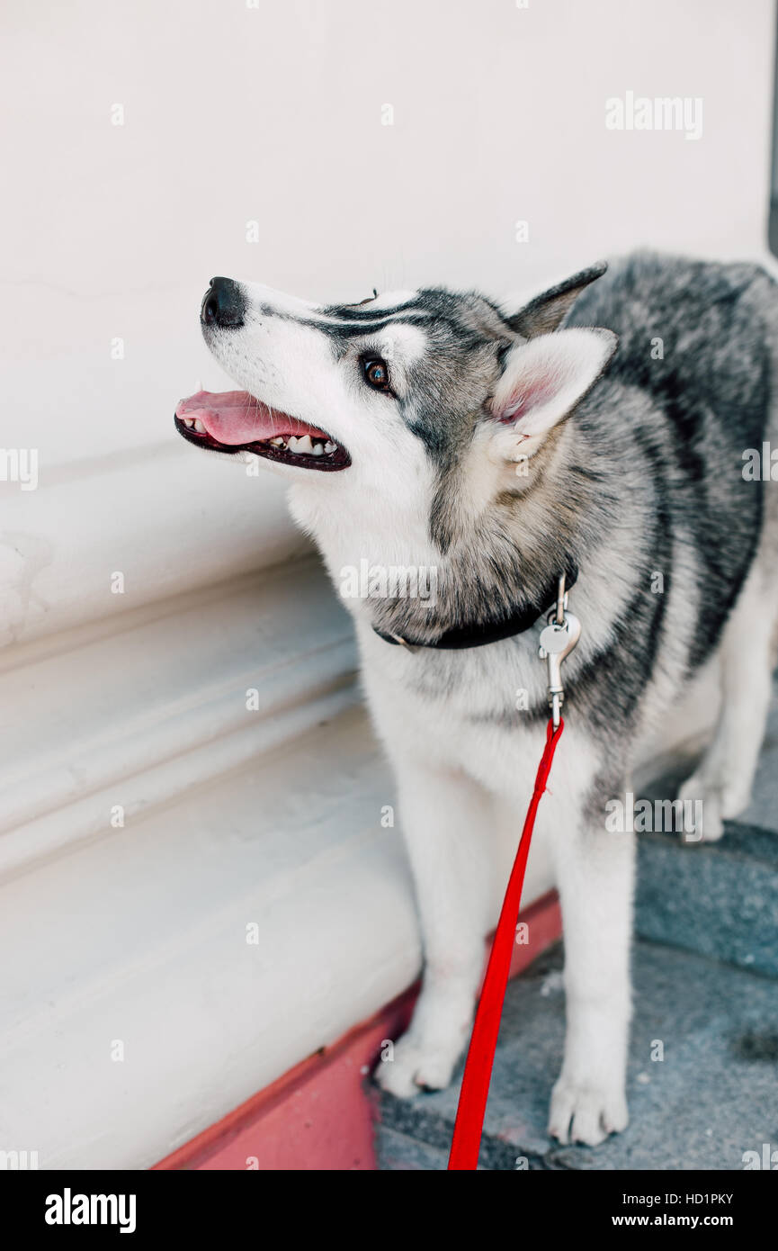 Siberian husky dog with blue eyes stands and looks ahead. City on the ...