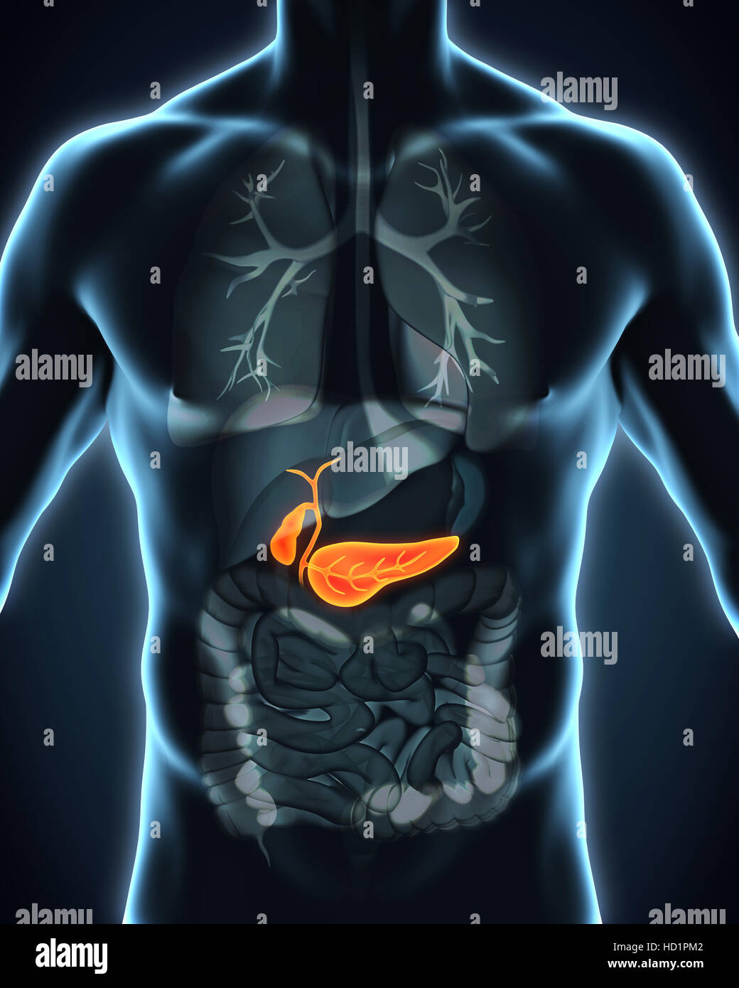 Human Gallbladder and Pancreas Anatomy Stock Photo - Alamy