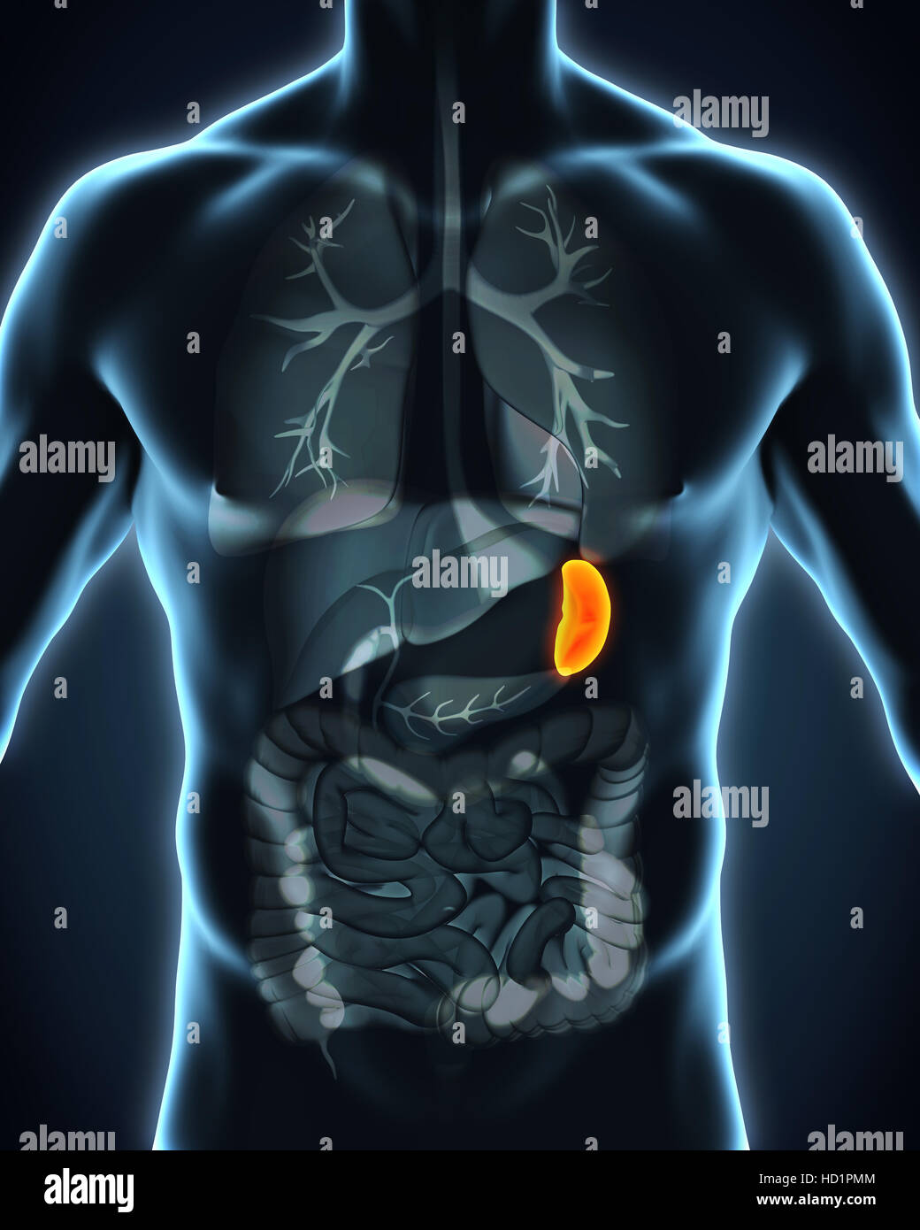 Human Spleen Anatomy Stock Photo - Alamy