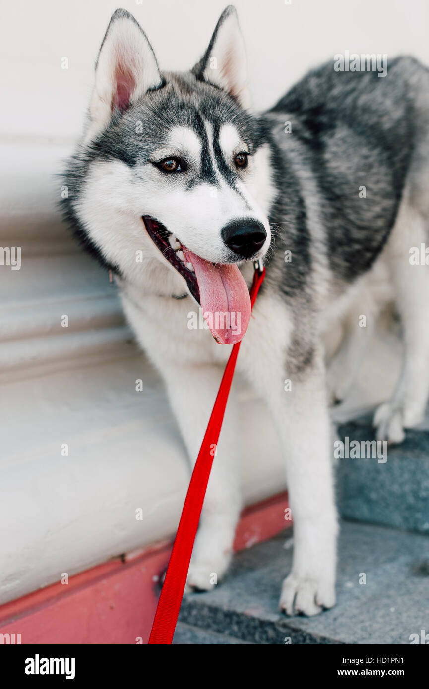 Siberian husky dog with blue eyes stands and looks ahead. City on the ...