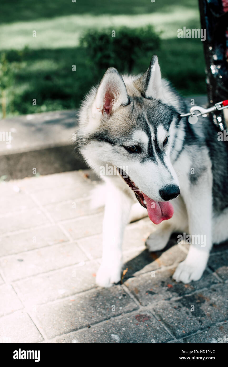 Siberian husky dog with blue eyes stands and looks ahead. City on the ...